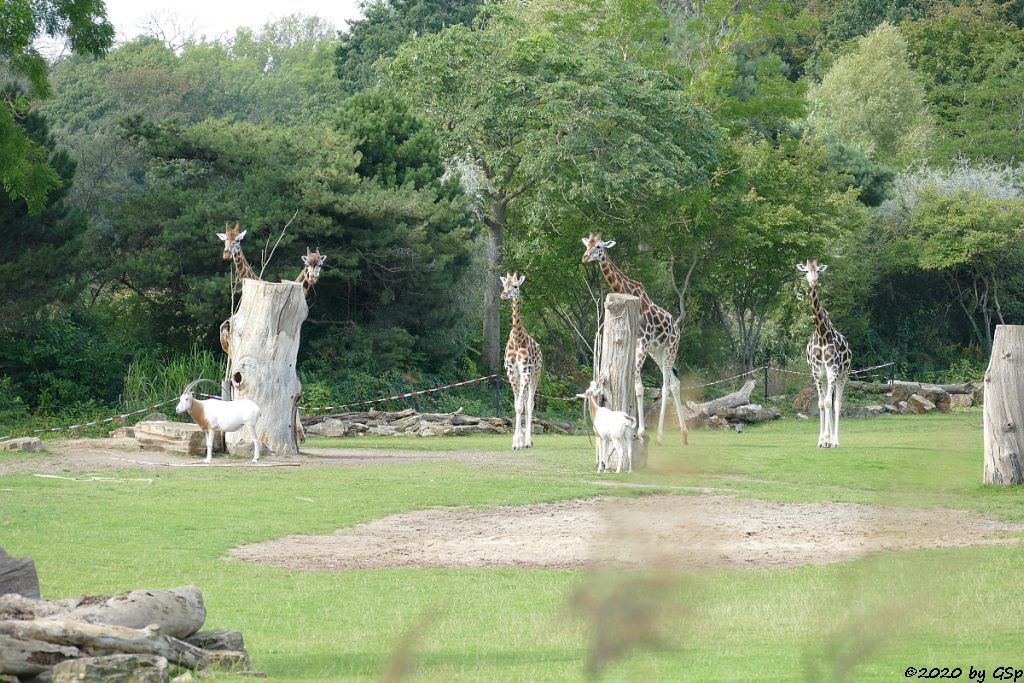 Säbelantilope, Rothschildgiraffe (Uganda-Giraffe, Baringo-Giraffe)