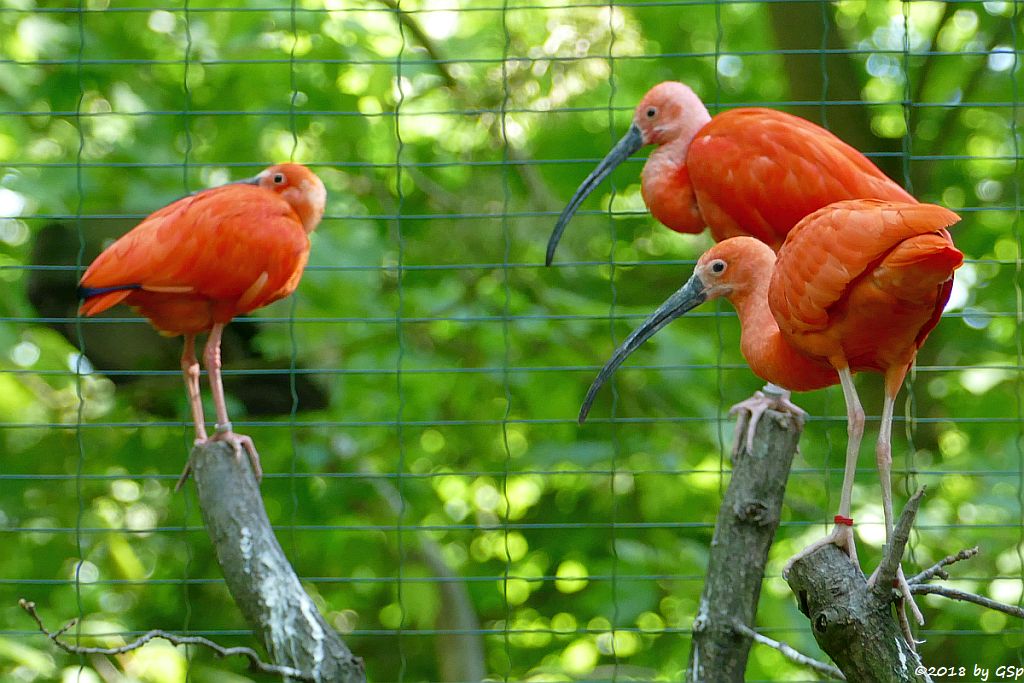 Scharlachsichler (Roter Sichler, Rotibis)