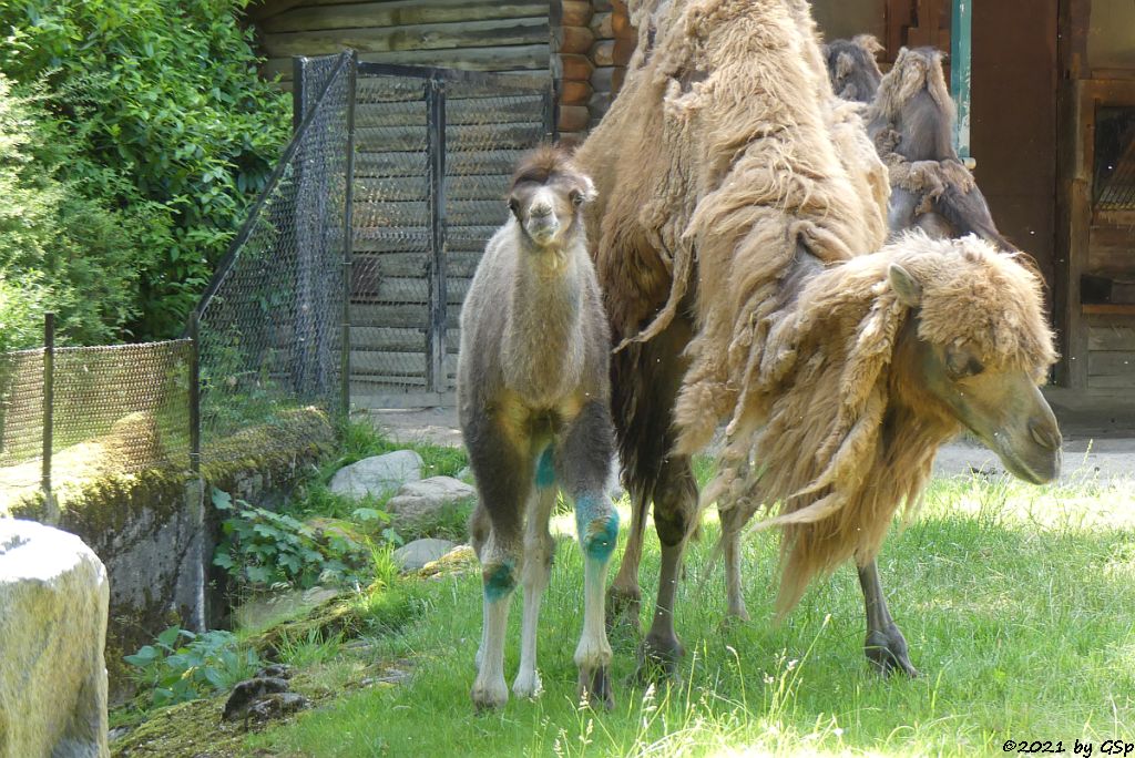 Trampeltier (Zweihöckriges Kamel, Hauskamel) Jungtier geb. am 2.5.21