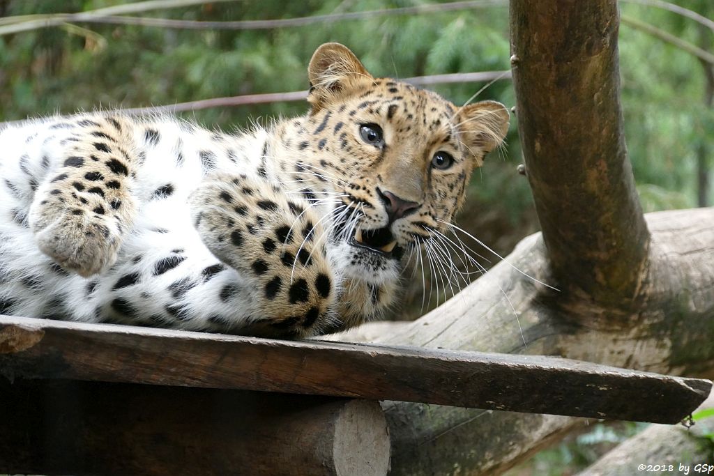 Amurleopard