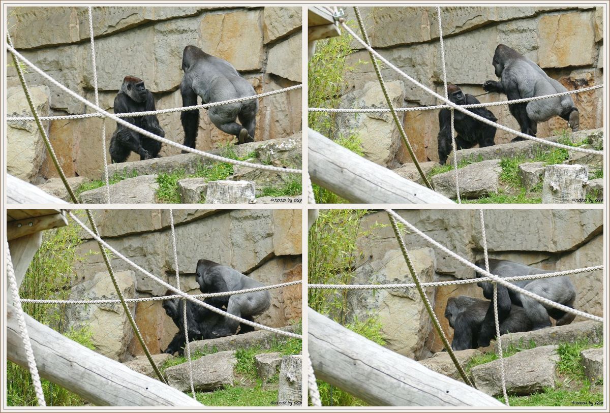 Flachlandgorilla