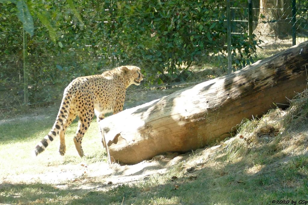 Südafrikanischer Gepard