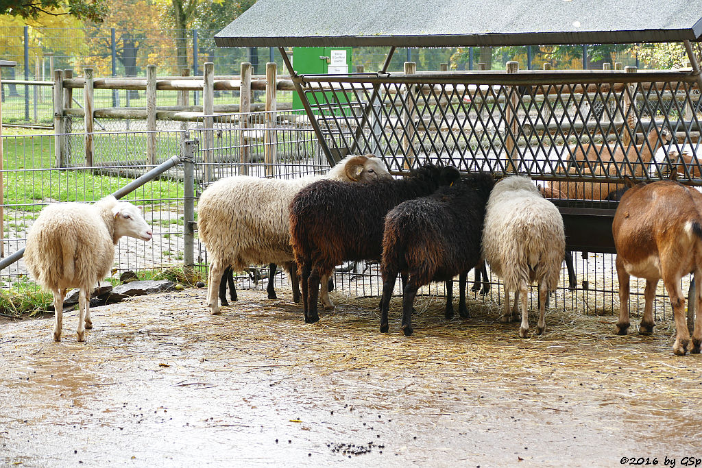 Skudde, Schwarzwaldziege