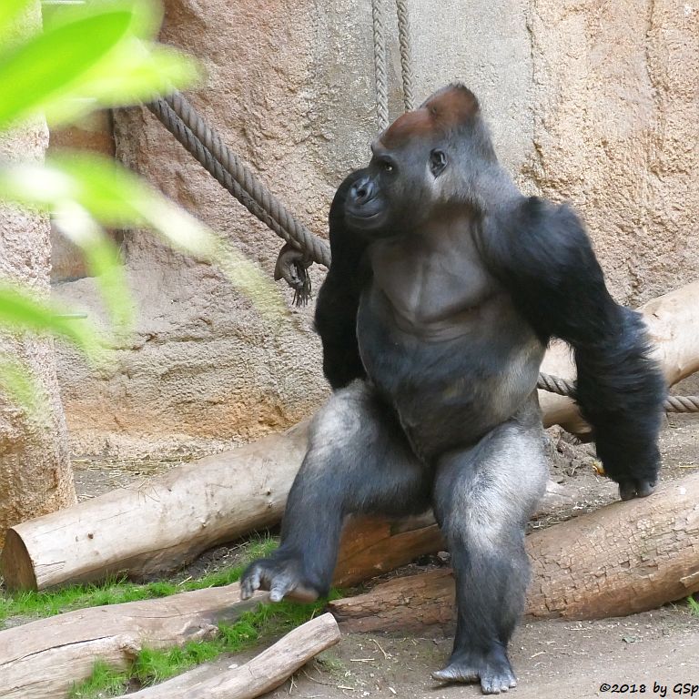 Flachlandgorilla ABEEKU