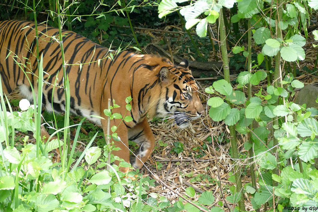 Sumatratiger VANNI