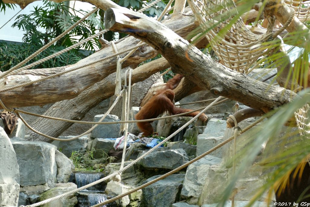 Sumatra-Orang-Utan