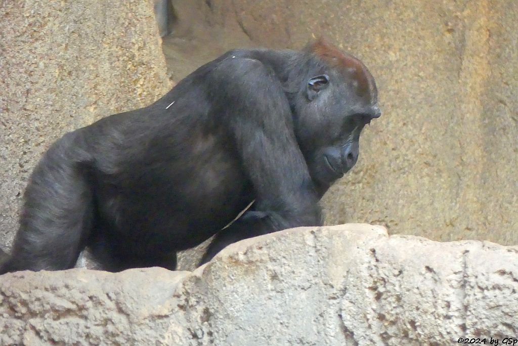 Westlicher Flachlandgorilla