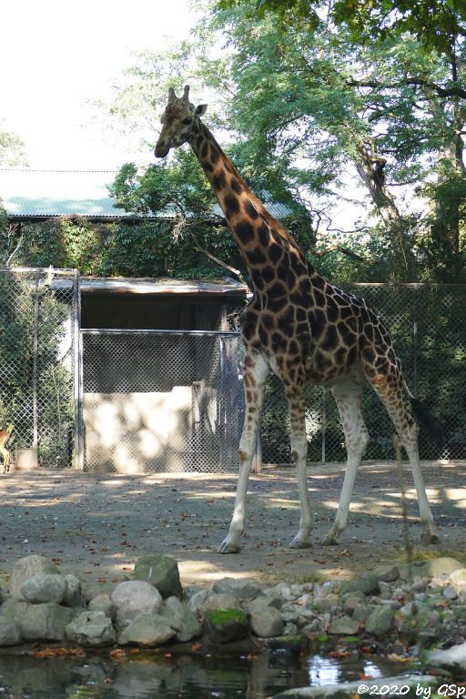 Rothschildgiraffe (Uganda-Giraffe, Baringo-Giraffe)