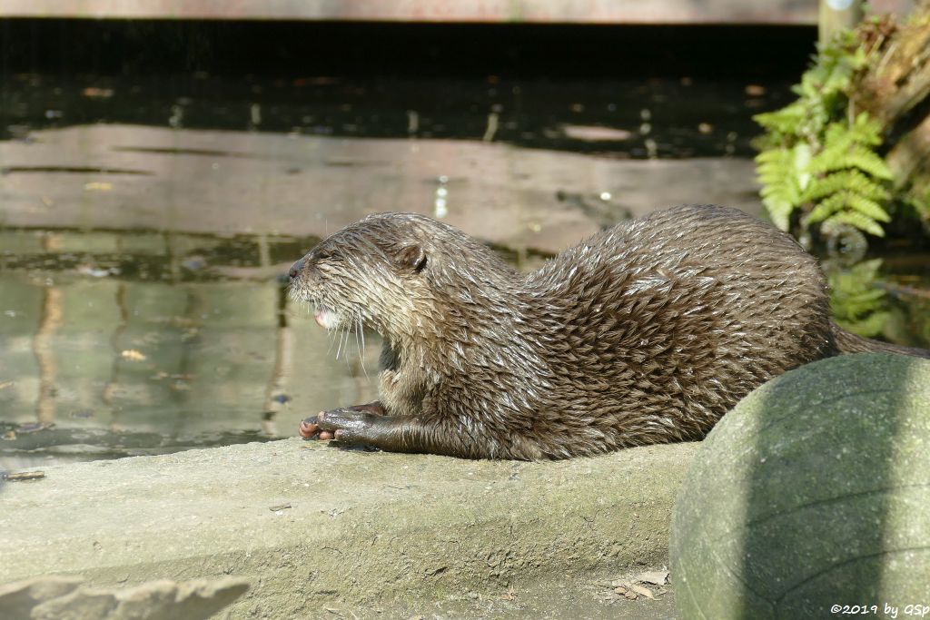 Zwergotter (Kurzkrallenotter)