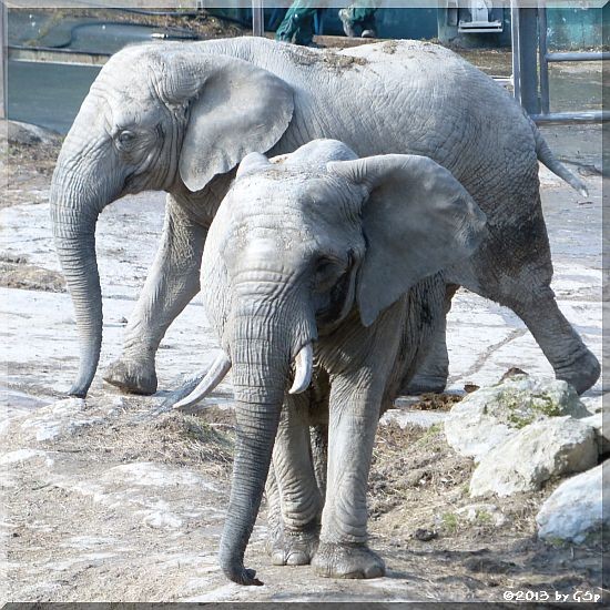 ARUBA und ZIMBA