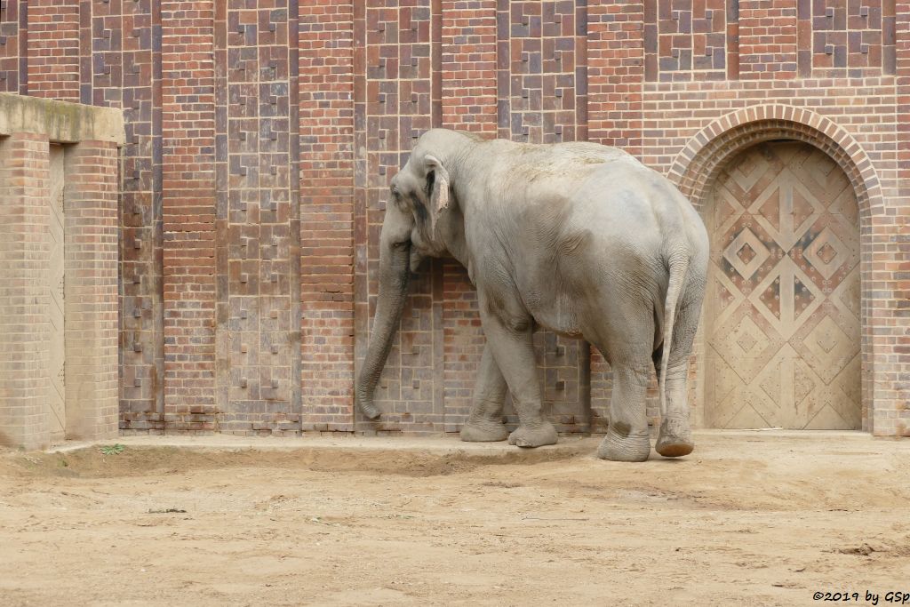 Indischer Elefant