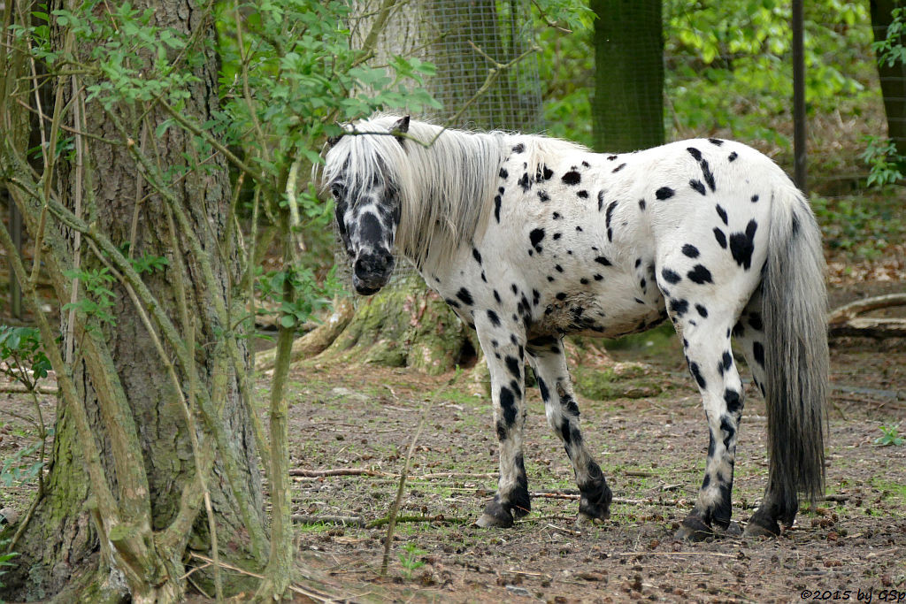 Tigerschecken-Pony