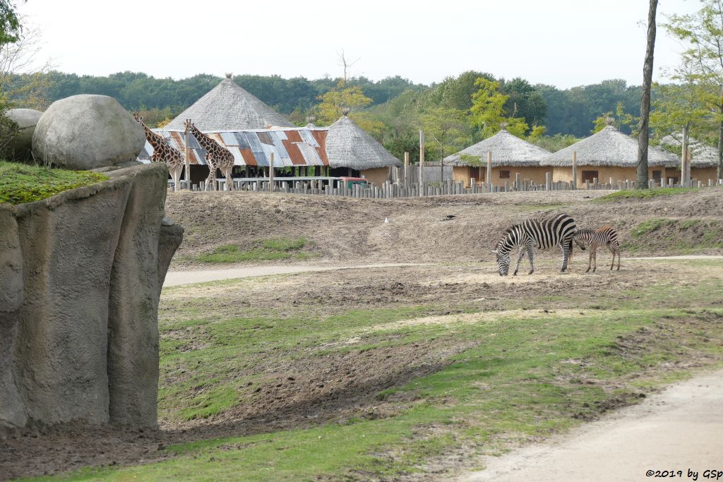 Rothschildgiraffe (Uganda-Giraffe, Baringo-Giraffe), Böhm-Steppenzebra (Grant-Zebra)