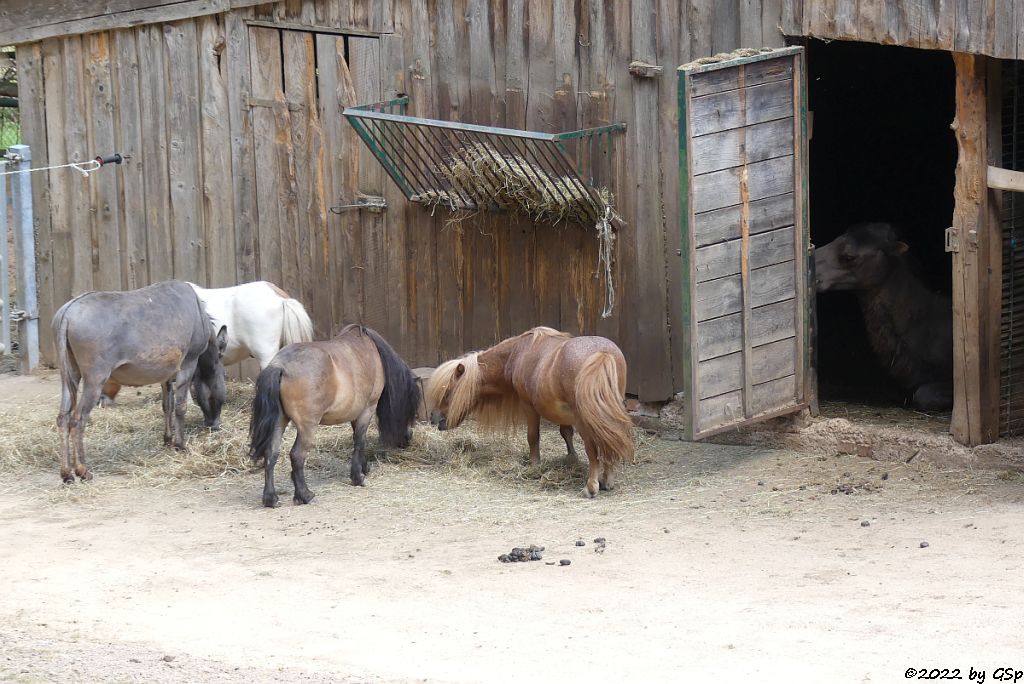 Shetlandpony, Hausesel, Trampeltier (Zweihöckriges Kamel, Hauskamel)