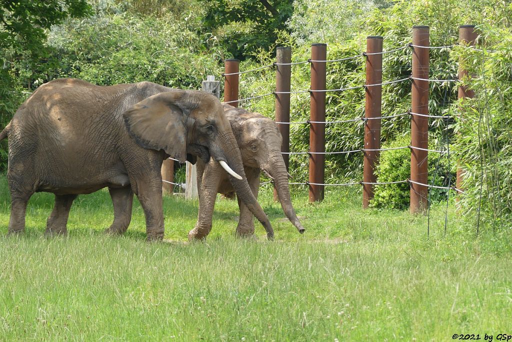 LILAK, KARIBA