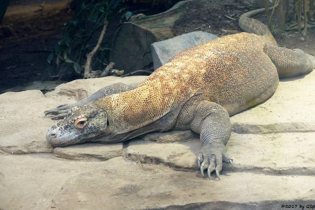 Komodowaran