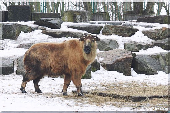 Sichuan-Takin