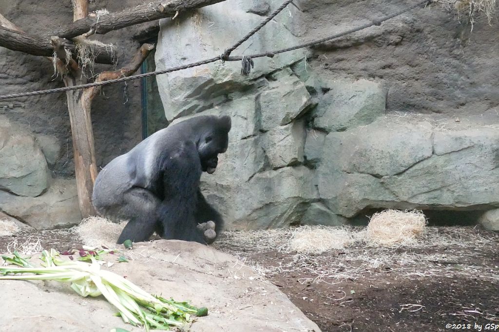 Flachlandgorilla VIATU