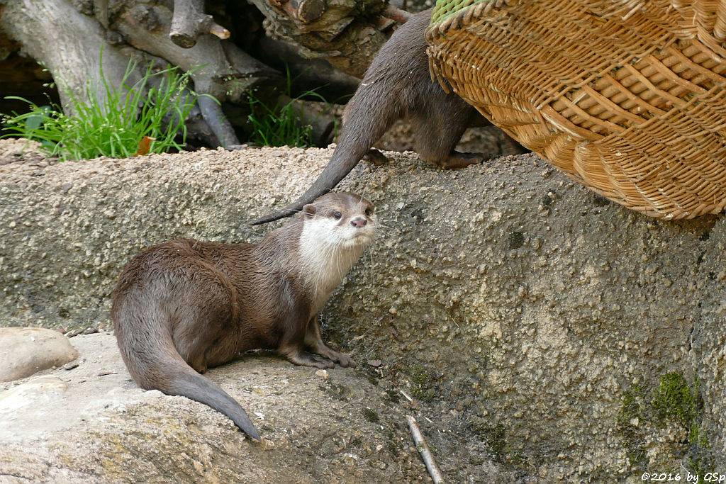 Zwergotter (Kurzkrallenotter)