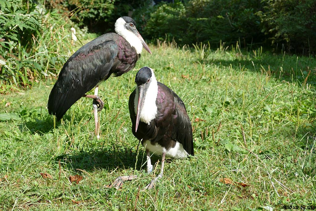 Asiatischer Wollhalsstorch