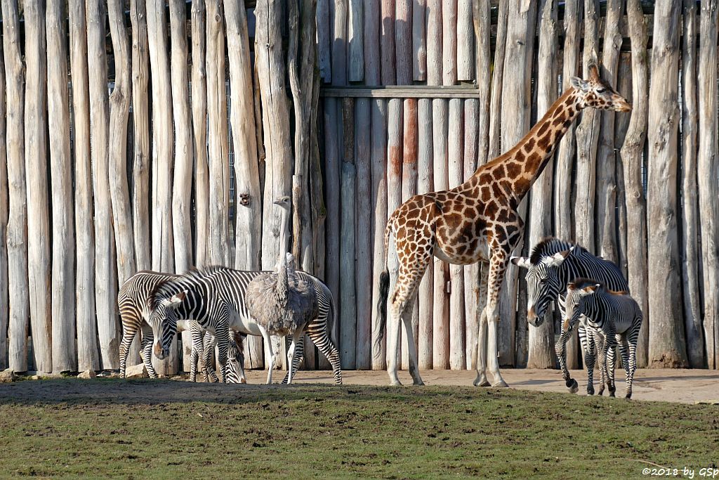 Grévy-Zebra, Nordafrikanischer Strauß (Nordafrikanischer Rothalsstrauß), Rothschildgiraffe (Uganda-Giraffe, Baringo-Giraffe)