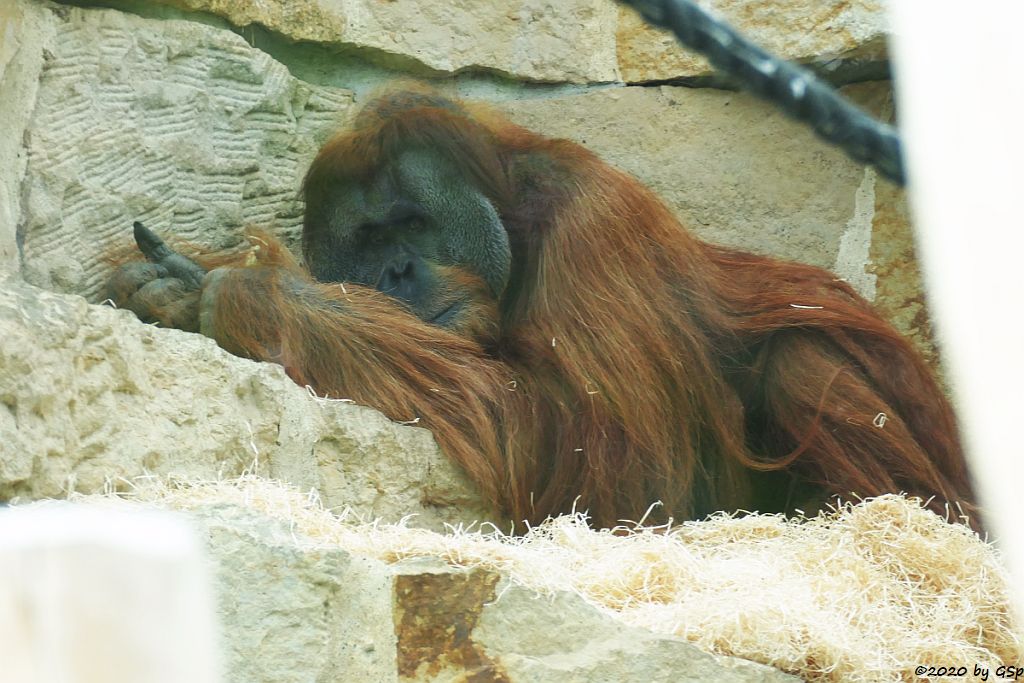 Sumatra-Orang-Utan