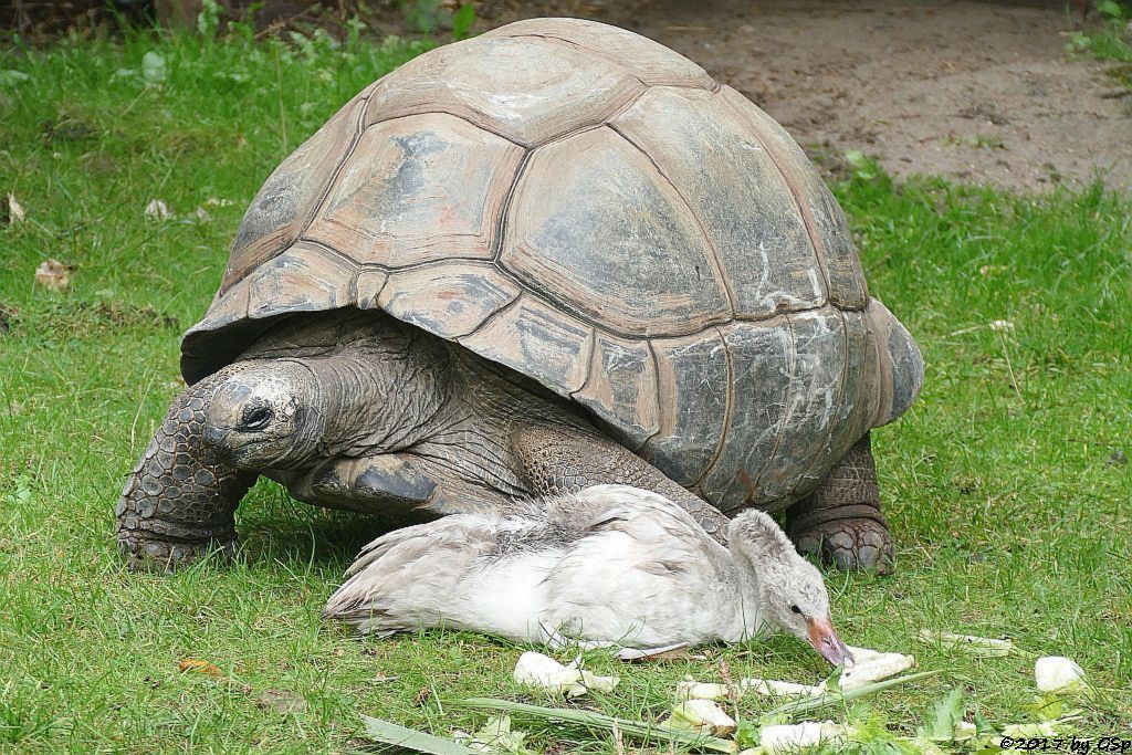 Schwarzhalsschwan, Aldabra- (Seychellen-) Riesenschildkröte