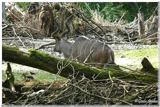 Großer Kudu