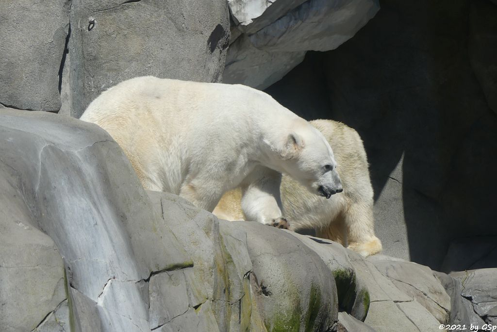 Eisbär (Polarbär)