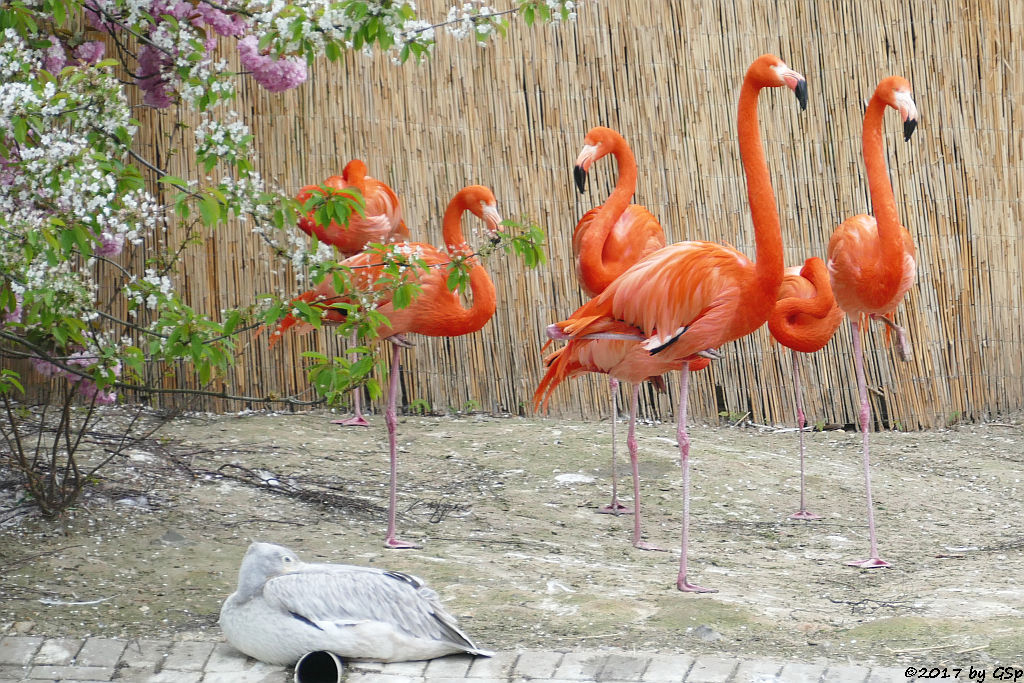 Kubaflamingo (Karibischer Flamingo, Roter Flamingo)