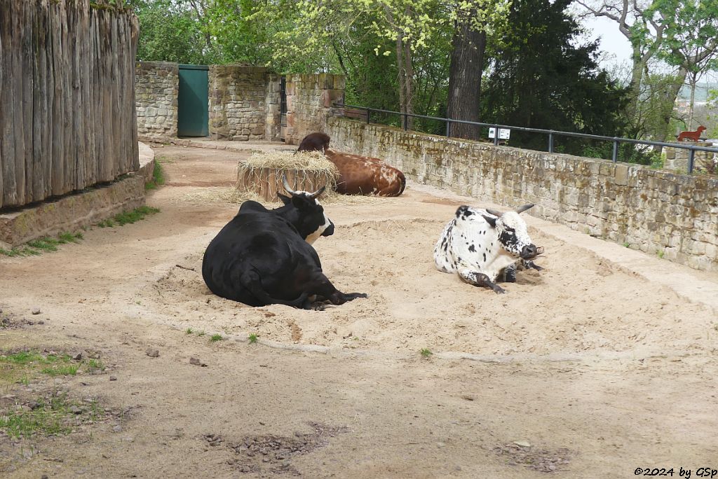Zoo Halle: Zwergzebu