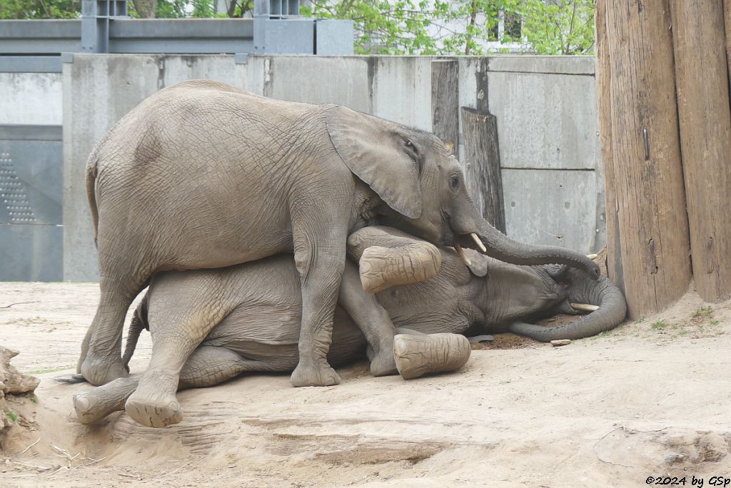 Elefanten Zoo Halle: ELANI, TAMIKA