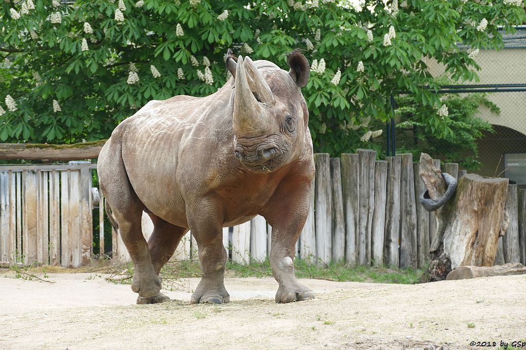 Südzentralafrikanisches Spitzmaulnashorn (Südliches Spitzmaulnashorn) KALUSHO