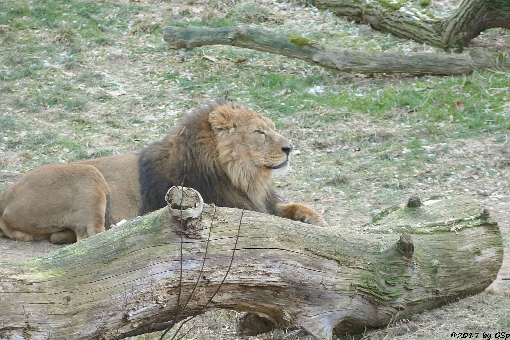 Asiatischer Löwe TEJAS