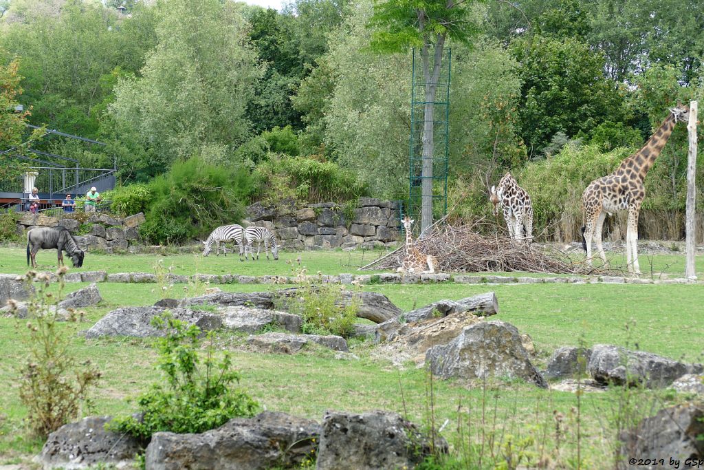 Böhm-Steppenzebra (Grantzebra), Streifengnu, Rothschildgiraffe (Uganda-Giraffe, Baringo-Giraffe)