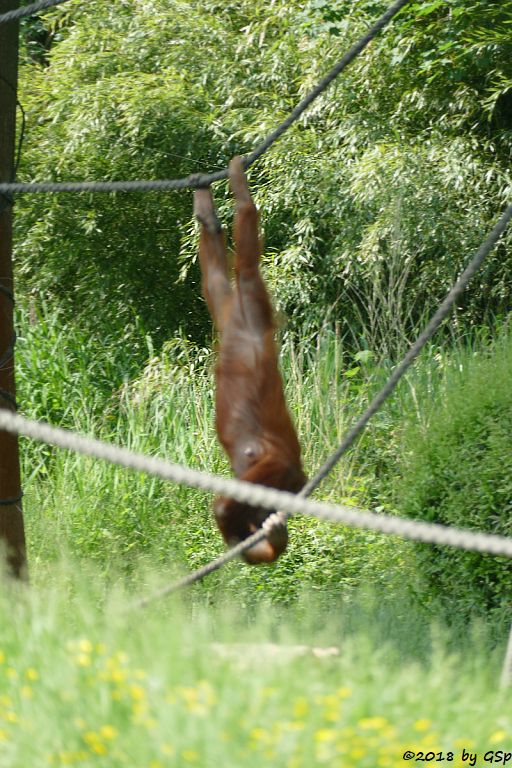 Sumatra-Orang-Utan