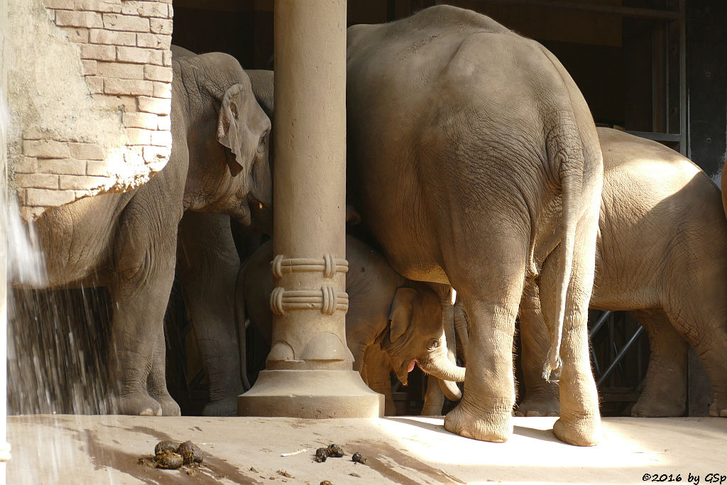 SHILA, ANJULI, YASHODA, ASSAM