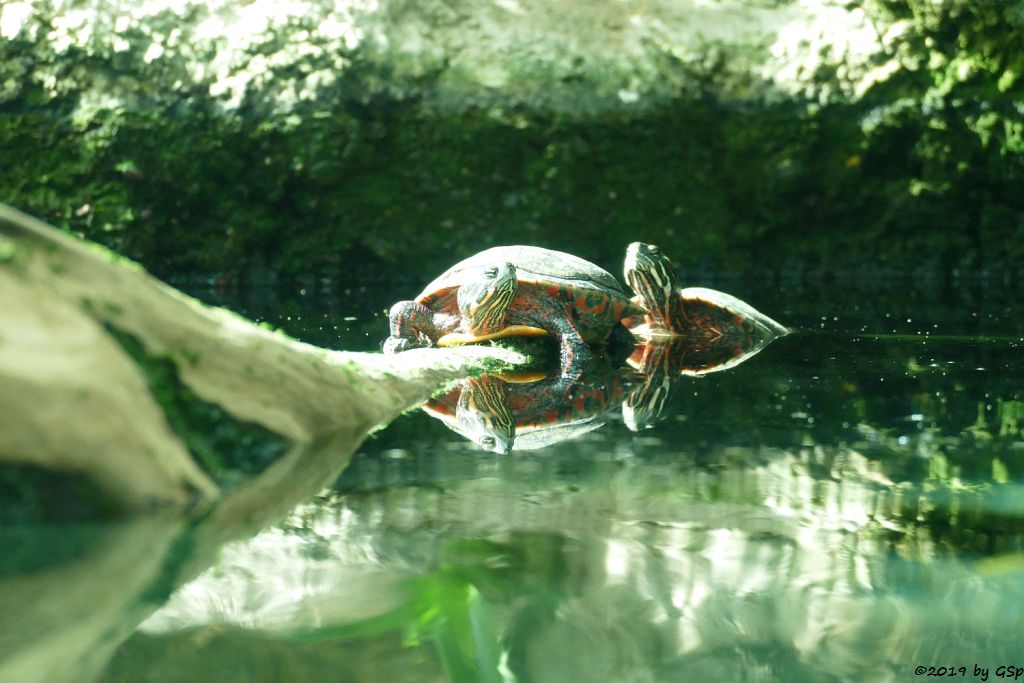 Nelsons Schmuckschildkröte (Florida-Rotbauchschildkröte)