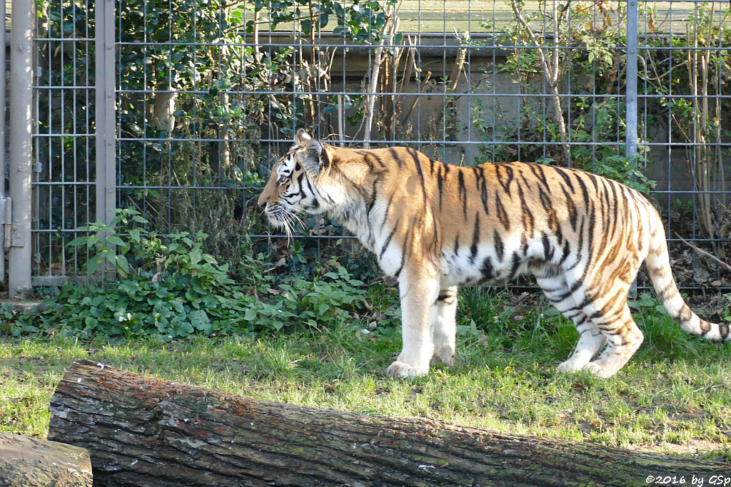 Sibirische Tigerin HANYA