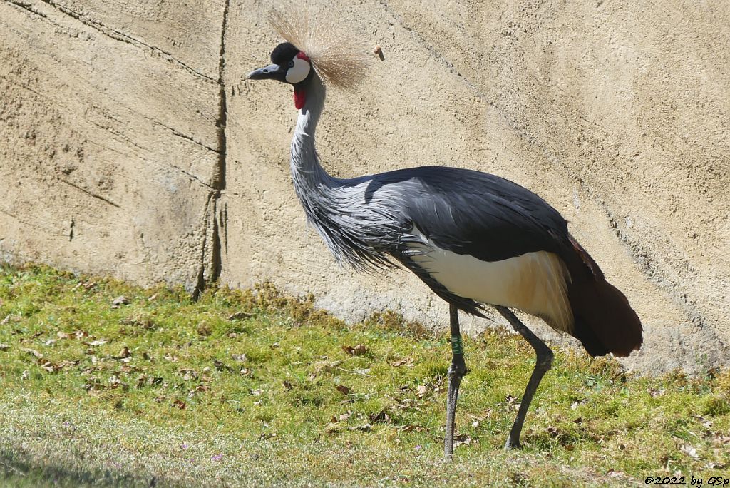 Grauhals-Kronenkranich (Südafrika-Kronenkranich, Königskranich)