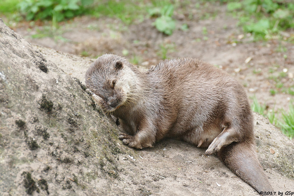 Zwergotter (Kurzkrallenotter)