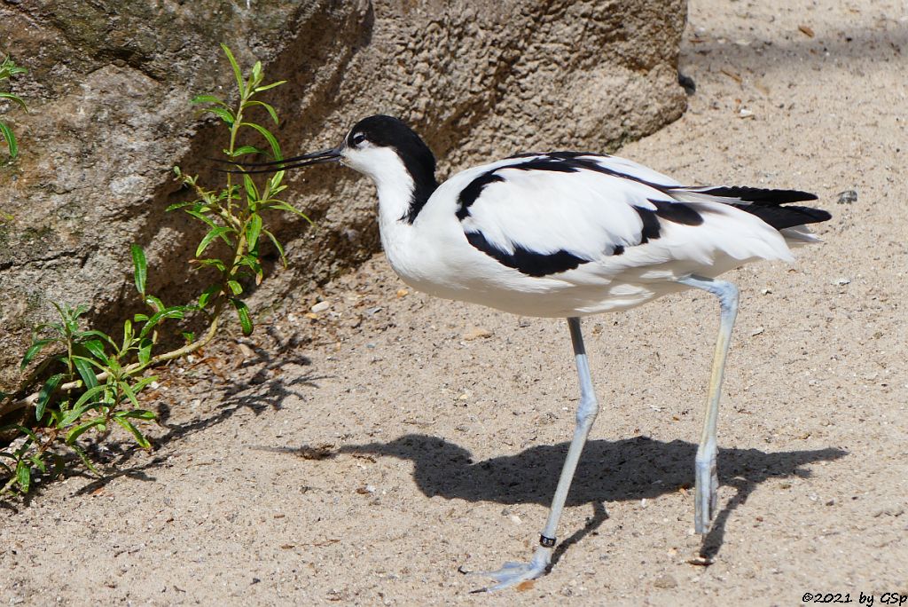 Säbelschnäbler (Eurasischer Säbelschnäbler)