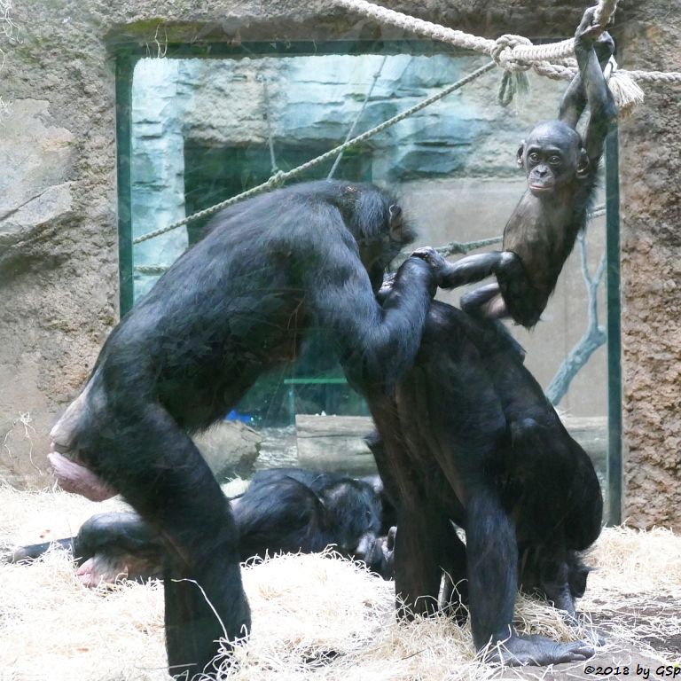 Bonobo (Zwergschimpanse)