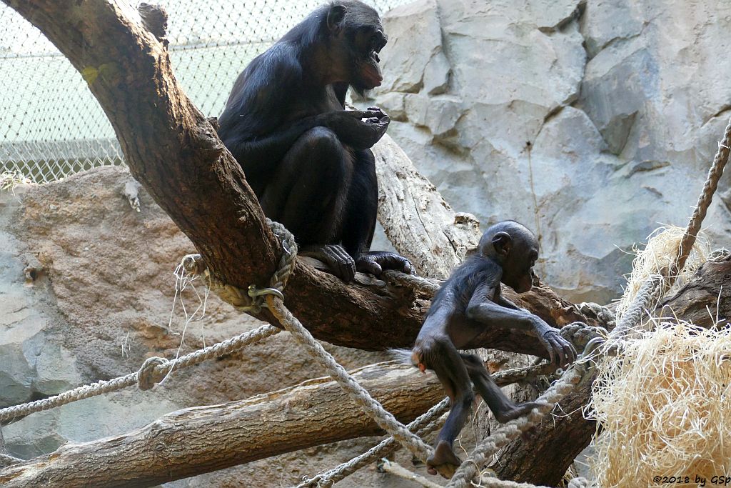 Bonobo (Zwergschimpanse)