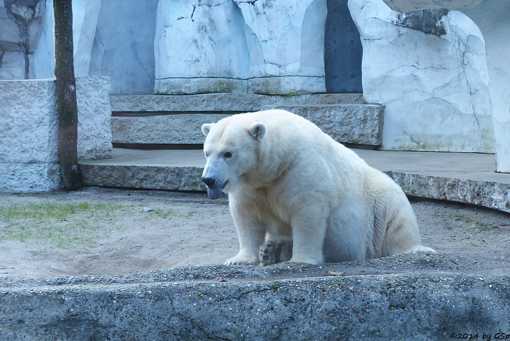 Eisbär