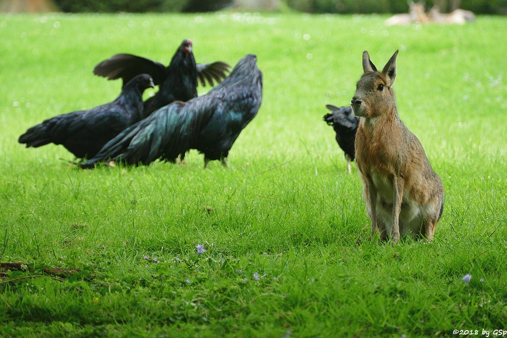 Sumatrahuhn, Großer Pampashase (Große Mara, Großer Mara)