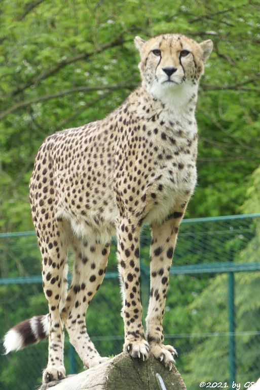 Südafrikanischer Gepard