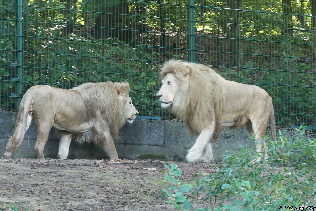 Transvaal-Löwe (Südostafrikanischer Löwe)