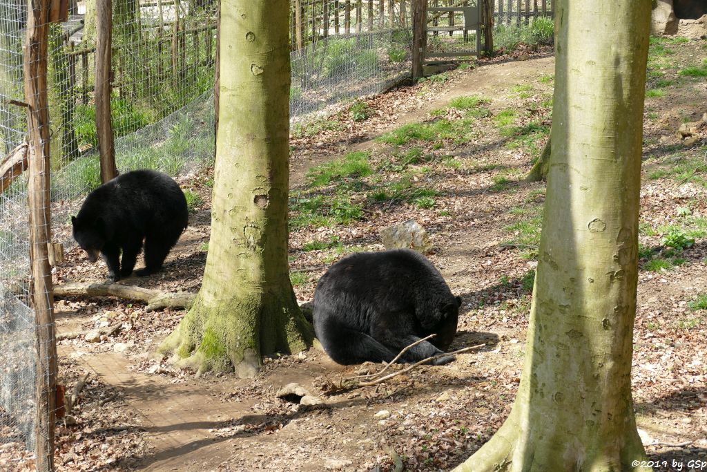 Baribal (Amerikanischer Schwarzbär)