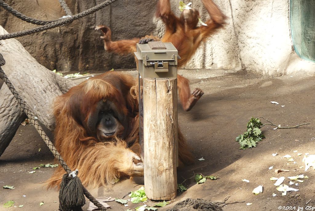 Sumatra-Orang-Utan